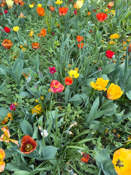 güzel bahar çiçekleri, laleler, sayfa arkaplanı ve arkaplanı için uygun