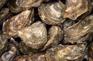 Deniz kenarındaki istiridye sandığına yakın çekim.