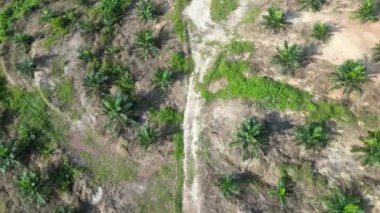 Havadan bakıldığında, bereketli palmiyelerle çevrili toprak yol.