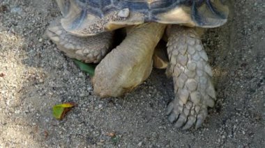 Yavaş çekim Sulcata kaplumbağası yaprakların yumuşak gölgesiyle yerde.