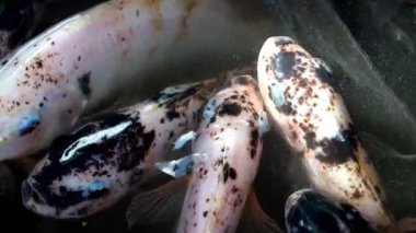 Üst görünüm yavaş çekim balık sürüsü havuzda yüzüyor