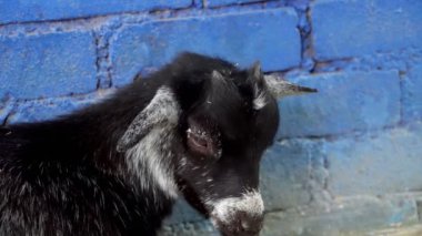 Mavi duvarın yanında duran ağır çekim siyah Pgymy keçisi.