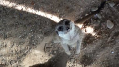 Yavaş hareket eden mirket kuru toprak bir arazinin üstünde duruyor.