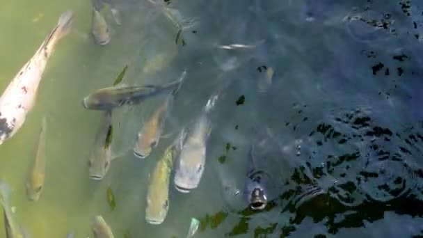 Zpomalený Pohyb Školy Ryb Plavání Klidném Rybníku — Stock video