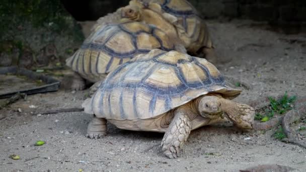 Zeitlupe Laufen Drei Sulcata Schildkröten Boden Entlang Zurück Ist Mattierungsprozess — Stockvideo