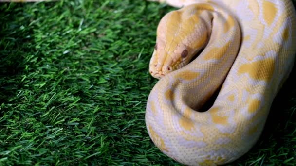 Slow Motion Levendige Gele Witte Python Slang Kunstgroen Gras — Stockvideo
