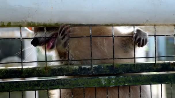 慢动作圈养的浣熊从笼子的栅栏里伸出手来 试图逃跑 — 图库视频影像
