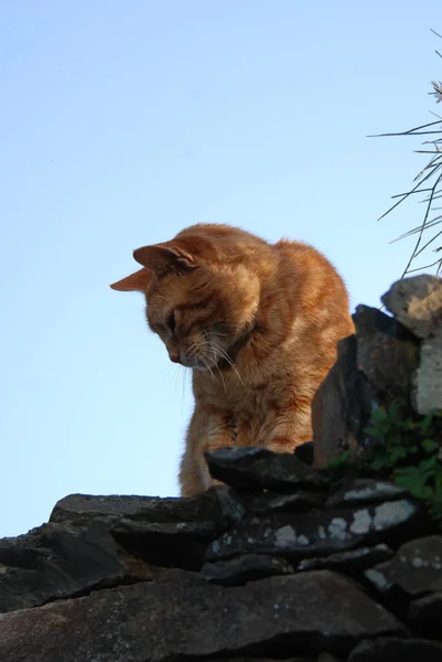 一只红猫俯瞰石墙的肖像 — 图库照片