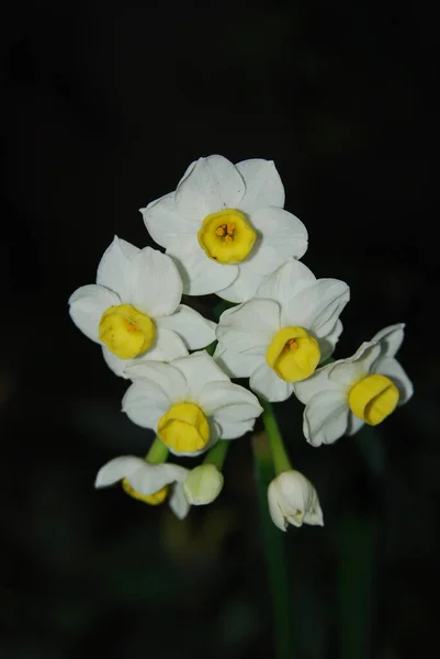 Красиві Білі Квіти Нарцисів Саду — стокове фото