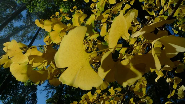 Güzel sarı sonbahar yaprakları