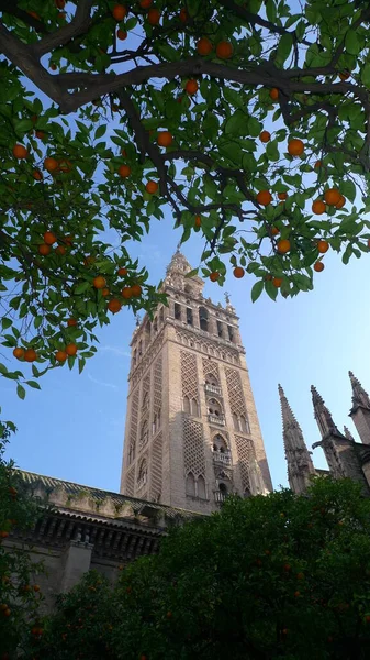 Turuncu ağaçlı Sevilla Katedrali 'nin çan kulesi.