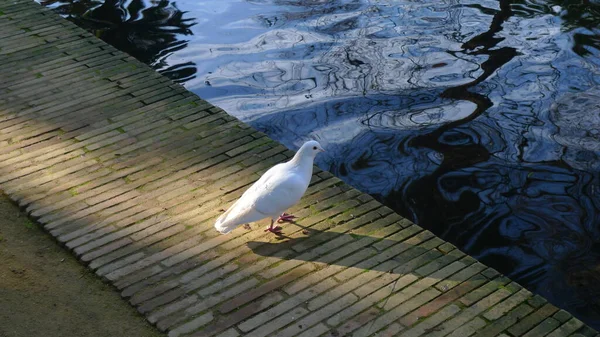 Nehir kıyısında beyaz güvercin