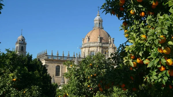 Partielle Ansicht Der Kathedrale Von Jerez Frontera Mit Orangenbäumen Spanien — Stockfoto