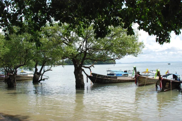 Рибальські Човни Прив Язані Дерев Таїланді — стокове фото