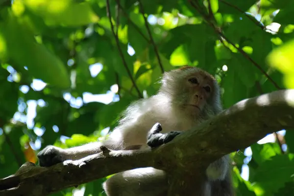 stock image the white - tailed macaque ( macaca cicaris ) is a monkey that has a small long - tail and has a long brown tail