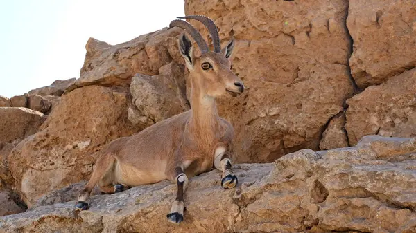 Makhtesh Ramon, İsrail Negev Çölü 'nün jeolojik bir özelliğidir. Birüssebi şehrinin yaklaşık 85 km güneyinde yer alan bu arazi, dünyanın en büyük erozyon sirkini temsil ediyor.