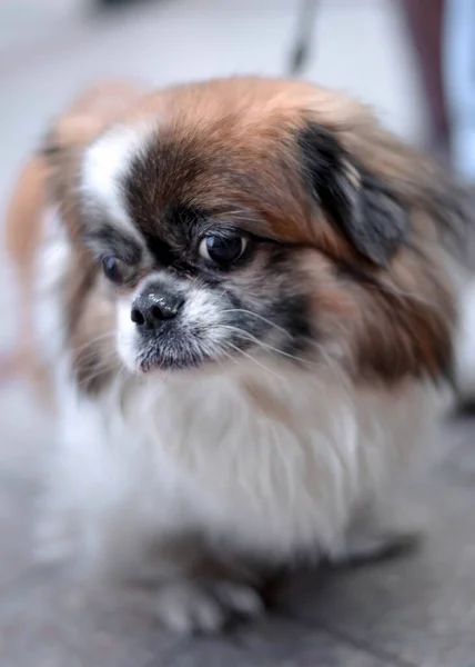Pekin Köpeği Yetiştirir Arkadaş Hayvan — Stok fotoğraf