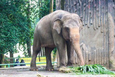 Ragunan Vahşi Yaşam Parkı veya Ragunan Hayvanat Bahçesi 'ndeki Sumatra fili (Elephas maximus sumatranus). Bu fil sadece Sumatra adasında yaşayan Asya filinin bir alt türüdür..