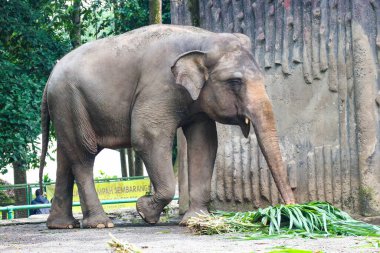 Ragunan Vahşi Yaşam Parkı veya Ragunan Hayvanat Bahçesi 'ndeki Sumatra fili (Elephas maximus sumatranus). Bu fil sadece Sumatra adasında yaşayan Asya filinin bir alt türüdür..