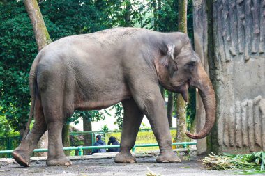 Ragunan Vahşi Yaşam Parkı veya Ragunan Hayvanat Bahçesi 'ndeki Sumatra fili (Elephas maximus sumatranus). Bu fil sadece Sumatra adasında yaşayan Asya filinin bir alt türüdür..