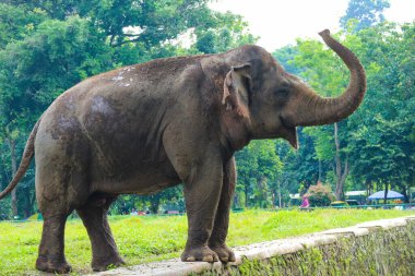 Ragunan Vahşi Yaşam Parkı veya Ragunan Hayvanat Bahçesi 'ndeki Sumatra fili (Elephas maximus sumatranus). Bu fil sadece Sumatra adasında yaşayan Asya filinin bir alt türüdür..