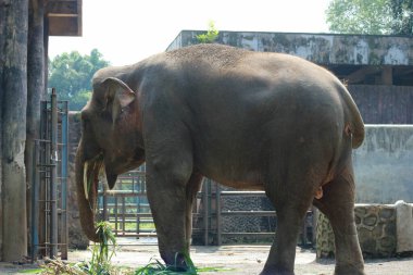 Ragunan Vahşi Yaşam Parkı veya Ragunan Hayvanat Bahçesi 'ndeki Sumatra fili (Elephas maximus sumatranus). Bu fil sadece Sumatra adasında yaşayan Asya filinin bir alt türüdür..