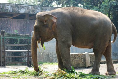 Ragunan Vahşi Yaşam Parkı veya Ragunan Hayvanat Bahçesi 'ndeki Sumatra fili (Elephas maximus sumatranus). Bu fil sadece Sumatra adasında yaşayan Asya filinin bir alt türüdür..