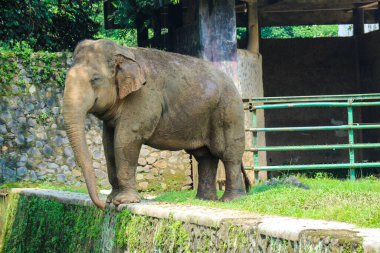 Ragunan Vahşi Yaşam Parkı veya Ragunan Hayvanat Bahçesi 'ndeki Sumatra fili (Elephas maximus sumatranus). Bu fil sadece Sumatra adasında yaşayan Asya filinin bir alt türüdür..