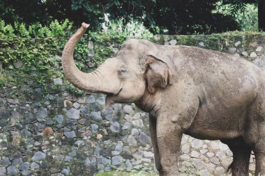Ragunan Vahşi Yaşam Parkı veya Ragunan Hayvanat Bahçesi 'ndeki Sumatra fili (Elephas maximus sumatranus). Bu fil sadece Sumatra adasında yaşayan Asya filinin bir alt türüdür..