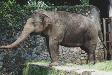 Ragunan Vahşi Yaşam Parkı veya Ragunan Hayvanat Bahçesi 'ndeki Sumatra fili (Elephas maximus sumatranus). Bu fil sadece Sumatra adasında yaşayan Asya filinin bir alt türüdür..
