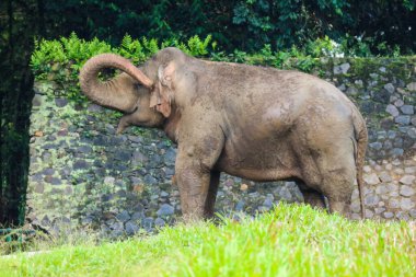 Ragunan Vahşi Yaşam Parkı veya Ragunan Hayvanat Bahçesi 'ndeki Sumatra fili (Elephas maximus sumatranus). Bu fil sadece Sumatra adasında yaşayan Asya filinin bir alt türüdür..