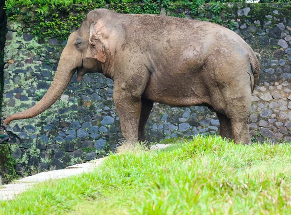 Sumatra Elefant Elephas Maximus Sumatranus Ragunan Wildlife Park Oder Ragunan — Stockfoto