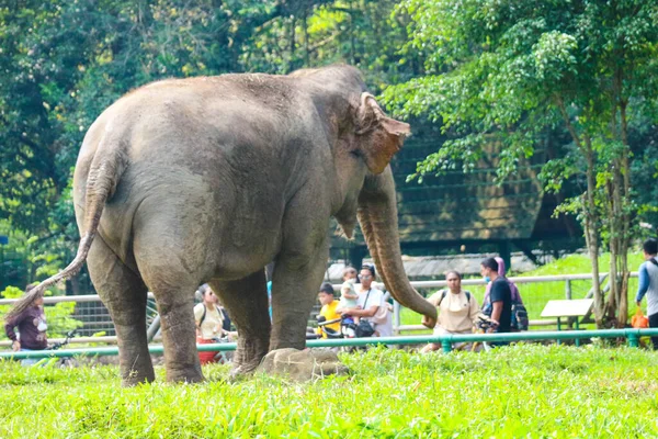 Besucher Des Zoos Ragunan Betrachten Und Fotografieren Den Sumatra Elefanten — Stockfoto
