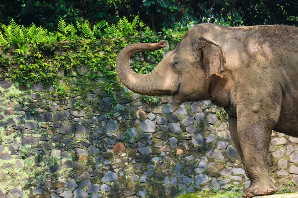 Sumatra Elefant Elephas Maximus Sumatranus Ragunan Wildlife Park Oder Ragunan — Stockfoto