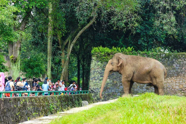 수마트라 코끼리 Elephas Maximus Sumatranus 라구사 야생동물 라구사 동물원에서 코끼리는 — 스톡 사진