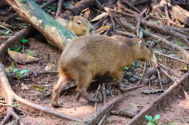 Ragunan Hayvanat Bahçesi, Jakarta 'da Capybara (Hydrochoerus hydrochaeris). Capybara yaşayan en büyük kemirgen türüdür (soyu tükenmiş en büyük kemirgen Phoberomys pattersoni 'dir).).