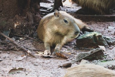 Ragunan Hayvanat Bahçesi, Jakarta 'da Capybara (Hydrochoerus hydrochaeris). Capybara yaşayan en büyük kemirgen türüdür (soyu tükenmiş en büyük kemirgen Phoberomys pattersoni 'dir).).