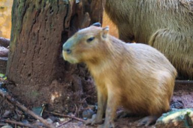 Ragunan Hayvanat Bahçesi, Jakarta 'da Capybara (Hydrochoerus hydrochaeris). Capybara yaşayan en büyük kemirgen türüdür (soyu tükenmiş en büyük kemirgen Phoberomys pattersoni 'dir).).