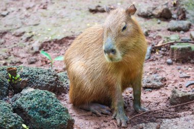 Ragunan Hayvanat Bahçesi, Jakarta 'da Capybara (Hydrochoerus hydrochaeris). Capybara yaşayan en büyük kemirgen türüdür (soyu tükenmiş en büyük kemirgen Phoberomys pattersoni 'dir).).