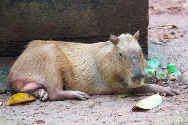 Ragunan Hayvanat Bahçesi, Jakarta 'da Capybara (Hydrochoerus hydrochaeris). Capybara yaşayan en büyük kemirgen türüdür (soyu tükenmiş en büyük kemirgen Phoberomys pattersoni 'dir).).