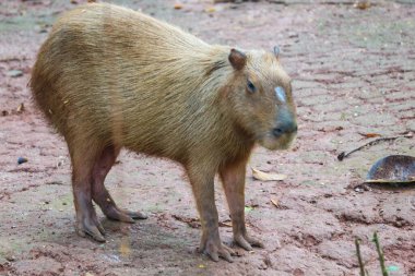 Ragunan Hayvanat Bahçesi, Jakarta 'da Capybara (Hydrochoerus hydrochaeris). Capybara yaşayan en büyük kemirgen türüdür (soyu tükenmiş en büyük kemirgen Phoberomys pattersoni 'dir).).