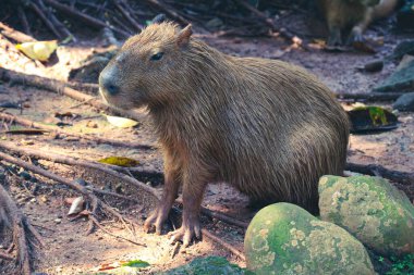 Ragunan Hayvanat Bahçesi, Jakarta 'da Capybara (Hydrochoerus hydrochaeris). Capybara yaşayan en büyük kemirgen türüdür (soyu tükenmiş en büyük kemirgen Phoberomys pattersoni 'dir).).