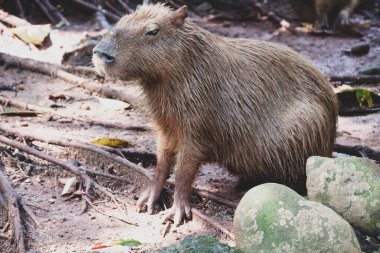 Ragunan Hayvanat Bahçesi, Jakarta 'da Capybara (Hydrochoerus hydrochaeris). Capybara yaşayan en büyük kemirgen türüdür (soyu tükenmiş en büyük kemirgen Phoberomys pattersoni 'dir).).
