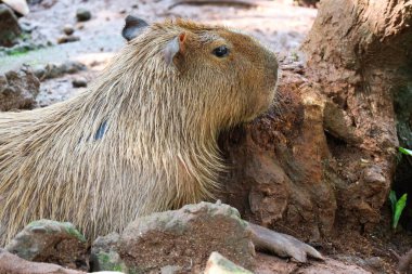 Ragunan Hayvanat Bahçesi, Jakarta 'da Capybara (Hydrochoerus hydrochaeris). Capybara yaşayan en büyük kemirgen türüdür (soyu tükenmiş en büyük kemirgen Phoberomys pattersoni 'dir).).