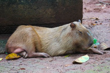 Ragunan Hayvanat Bahçesi, Jakarta 'da Capybara (Hydrochoerus hydrochaeris). Capybara yaşayan en büyük kemirgen türüdür (soyu tükenmiş en büyük kemirgen Phoberomys pattersoni 'dir).).
