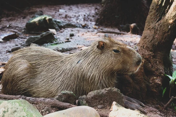 Capybara Hydrochoerus Hydrochaeris Vid Ragunan Zoo Jakarta Capybara Den Största — Stockfoto