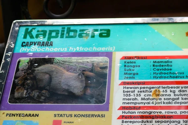 Capybara Hydrochoerus Hydrochaeris Ragunan Zoo Jakarta Capybara Найбільшим Видом Гризунів — стокове фото