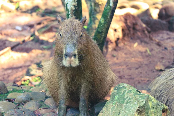 Capybara Hydrochoerus Hydrochaeris Vid Ragunan Zoo Jakarta Capybara Den Största — Stockfoto