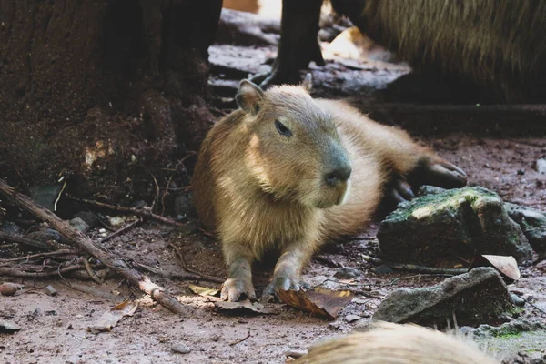 Capybara Hydrochoerus Hydrochaeris Zoo Ragunan Jakarta Capybara Est Grande Espèce Photos De Stock Libres De Droits
