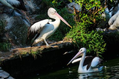 Papağan ya da pelikan, gagasının altında bir kesesi olan ve Pelecanidae familyasının bir parçasıdır. Bu kuş Ragunan Hayvanat Bahçesi 'ndeki göldeki kuş türlerinden biridir..